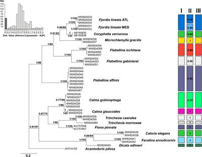 Variation and Diagnostic Power of the Internal Transcribed Spacer 2 in Mediterranean and Atlantic Eolid Nudibranchs (Mollusca, Gastropoda)